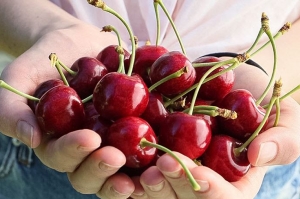 ¡Ya vienen las cerezas de verano!