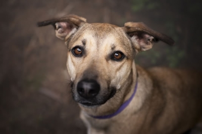 Adopté un perro de la calle ¿Qué hago?