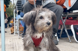 Esterilización la clave para una larga y mejor vida para tu mascota