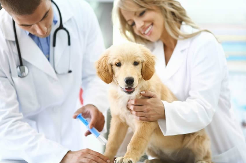 ¿Qué debes considerar al momento de elegir un veterinario?