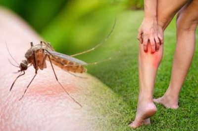 Protege a tu familia de enfermedades por mosquitos