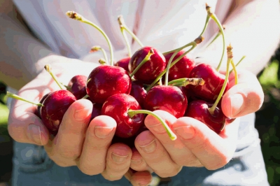 ¡La temporada de cerezas de verano ha llegado!